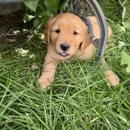 Golden Retriever Puppies from Thousand Lake Retrievers