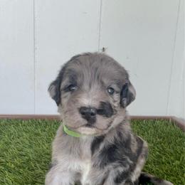 Werewolf - male Golden Mountain Doodle puppy in Calhan, Colorado from Snowy Goldens LLC
