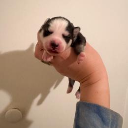 3 - Silver and white female Pomsky puppy in La Verne, California from Red Cedar Pomskies
