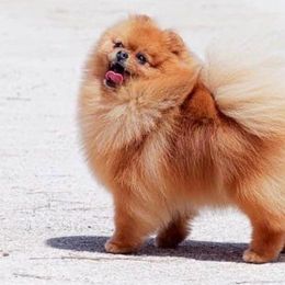 Layla - Pomeranian
