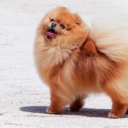 Layla - Pomeranian