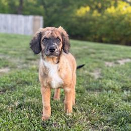 Patsy - Unfurnished Coat - female Australian Mountain Doodle puppy in Pittsburgh, Pennsylvania from WestPenn Doodles LLC