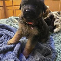 Verity - Black and red female German Shepherd puppy in Coupeville, Washington from Von Hilkey Shepherds