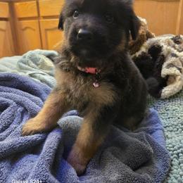 Verity - Black and red female German Shepherd puppy in Coupeville, Washington from Von Hilkey Shepherds