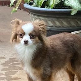 Miniature Australian Shepherds and Toy Australian Shepherds from Legacy Mini Aussies