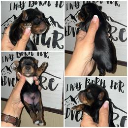 Oakley - Black and tan male Yorkshire Terrier puppy in Dalton, Georgia from Southern Charm Precious Paws