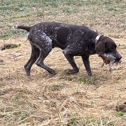 German Shorthaired Pointers from N&R Gsps