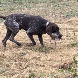 German Shorthaired Pointers from N&R Gsps