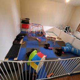 German Shepherd Puppies from Evansstadt German Shepherds