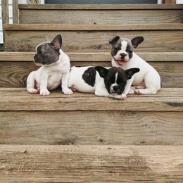 French Bulldog Puppies from Presidential Frechies