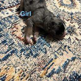 Black merle tri - female Australian Mountain Doodle puppy in Blue Springs, Missouri from Jeanie’s Doodles