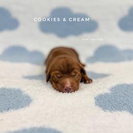 Cookies And Cream - Red  male Goldendoodle puppy in Dallas County, Texas from Dream A Little Doodle