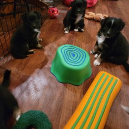 Australian Shepherd Puppies from Summit Australian Shepherds