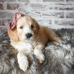 Goldendoodle Puppies from Pasatiempo Ranch