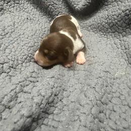 Lilly - Piebald female Dachshund puppy in Birchtree, Missouri from Cruzan Dachshunds