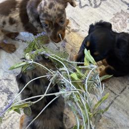 Dachshund Puppies from Birkin’ Paws