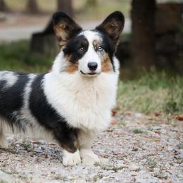Huckleberry - American Corgi