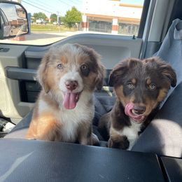 Australian Shepherd and Miniature Australian Shepherd Puppies from Integrity Aussies Tx