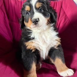 Lucy (pink girl) - Black rust and white female Bernese Mountain Dog puppy in Mora, New Mexico from Berners of New Mexico