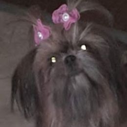 Girl 1 - Shih Tzu puppy in Birmingham, Alabama from K&D kennels