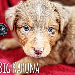 Big kahuna - Red merle Miniature Australian Shepherd puppy in Riverbank, California from Torres Mini Aussie Dreamz