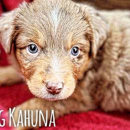Big kahuna - Red merle Miniature Australian Shepherd puppy in Riverbank, California from Torres Mini Aussie Dreamz