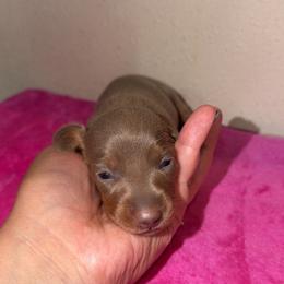 Dolly - Fawn (Isabella) female Dachshund puppy in Grass Valley, California from Mis Doxie