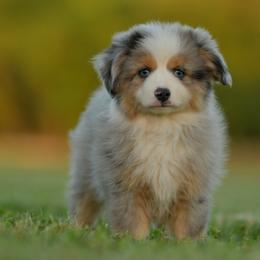 Hunter - Blue merle male Toy Australian Shepherd puppy in Hartman, Arkansas from Southern Edition Aussies