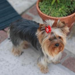 Ellie - Yorkshire Terrier