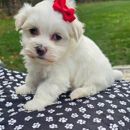 Sugar - White female Maltese puppy in Utica, Ohio from Poodle Me Crazy