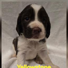 Yellowstone - Liver and white male English Springer Spaniel puppy in Palisade, Colorado from Bigfoot's Kennel
