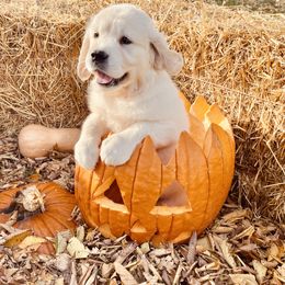 Dark Pink - Light golden Golden Retriever puppy in Linden, Michigan from High Society Farm