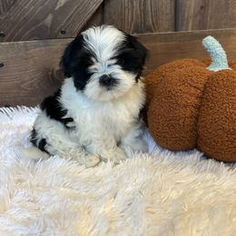 Boy 1 - Shih Tzu puppy from Shih_tzufam3