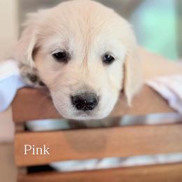 Golden Retriever and Poodle Puppies from Clementi Pearl Golden and Poodle