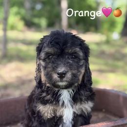 Orange - Phantom female Bernedoodle puppy in Lancaster, Minnesota from Richardville Hunde