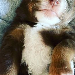Miniature Australian Shepherds from Whit’s End Aussies