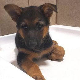 German Shepherds from Mgc Kennels