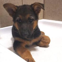 German Shepherds from Mgc Kennels