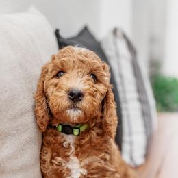 Goldendoodle Puppies from Deer Valley Doodles
