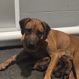Ojai - Rhodesian Ridgeback