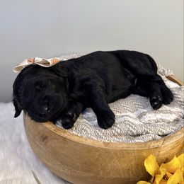 Elphaba - Black female Labradoodle puppy in Adams, Nebraska from Boxcar Doodles and Poodles