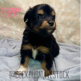 Poppy - Black tri female Toy Australian Shepherd puppy in Gillette, Wyoming from Cockburn’s Toy and Mini Australian Shepherds