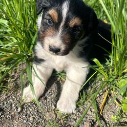 Stella - Black tri female Miniature Australian Shepherd puppy in Lebanon, Oregon from Two Pines Mini Aussies