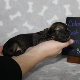 Lassie (Purple collar) - Cream female Dachshund puppy in Prospect, Oregon from Spunky Sausage Pups