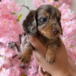 Chocolate Dapple Girl - Dapple female Dachshund puppy in Bakersfield, California from Pretty Dachshunds 661
