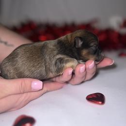 Chihuahua Puppies from Dog Bones N Harmony