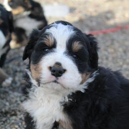 Francis - Tri-color female Bernese Mountain Dog puppy in Long Creek, Oregon from Arlin Horst's Bernese Mountain Dogs