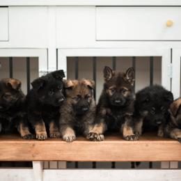 German Shepherd Puppies from Vom Rindahaus Shepherds