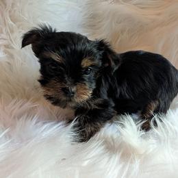 Milo - Blue and gold male Yorkshire Terrier puppy in East Alton, Illinois from Yorkies of the Shire