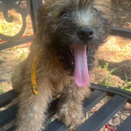 Cheesy - Wheaten male Soft Coated Wheaten Terrier puppy in Gladewater, Texas from Felicias Swheaties